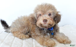 Bichpoo dogs for sale: Rex - Image 4