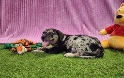 Catahoula Leopard Dog dogs for sale: Duchess 2025 Female 3 - Image 9