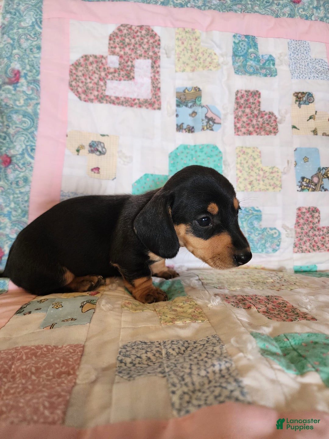 Miniature Dachshund dogs for sale: Perry - Image 7
