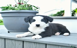 Border Collie dogs for sale: Blair - Image 1