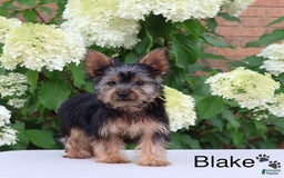 Yorkshire Terrier dogs for sale: Blake - Image 7
