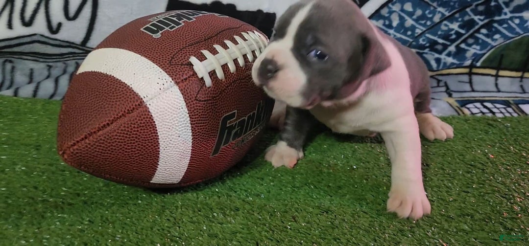 American Bully dogs for sale: Nova - Image 8