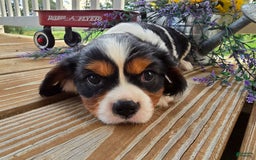 Cavalier King Charles Spaniel dogs for sale: Dane Small Tri Colored Male - Image 7