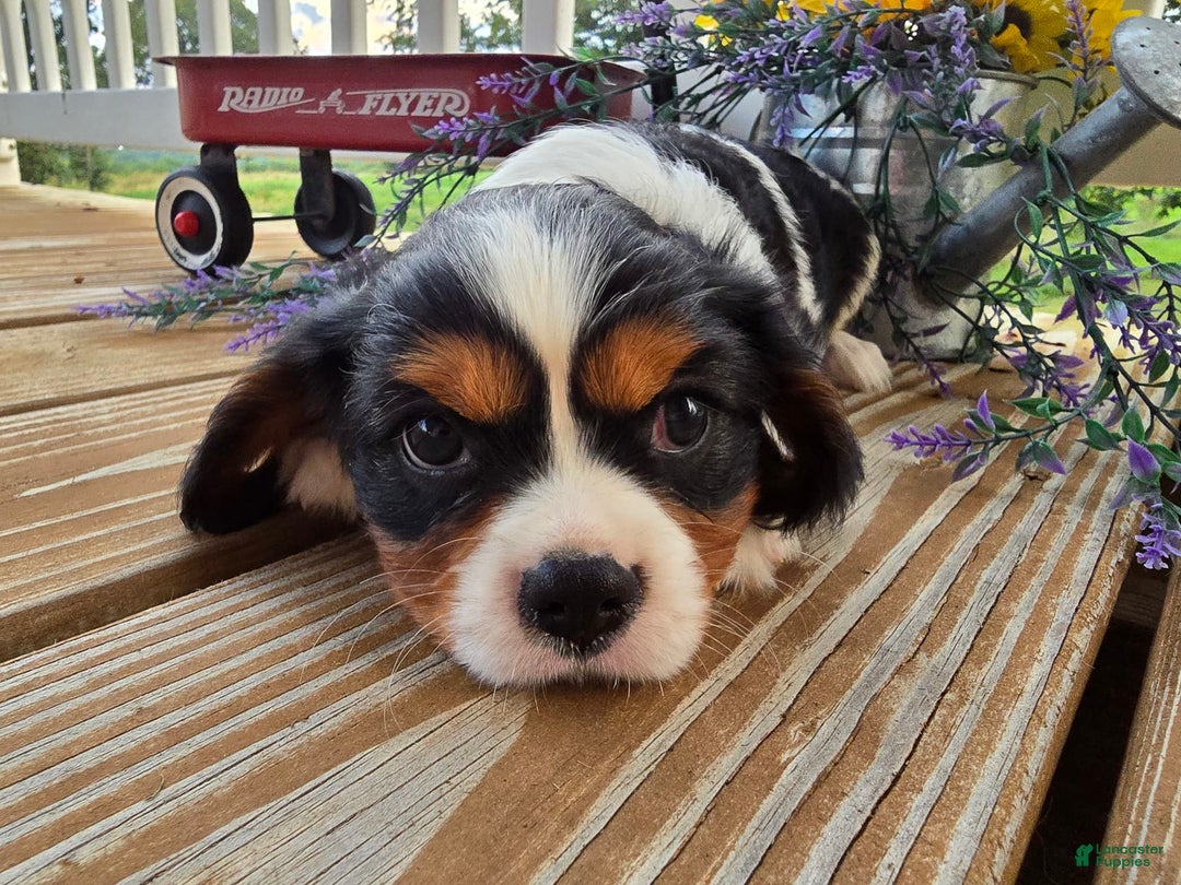 Cavalier King Charles Spaniel dogs for sale: Dane Small Tri Colored Male - Image 7