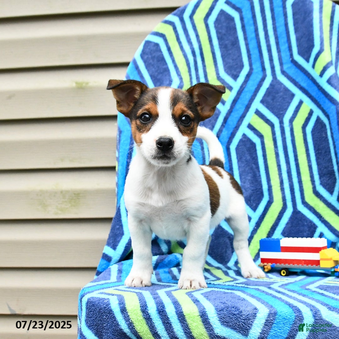 Jack Russell Terrier dogs for sale: Isabelle - Image 3