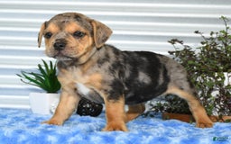 Beabull dogs for sale: Kate - Image 8