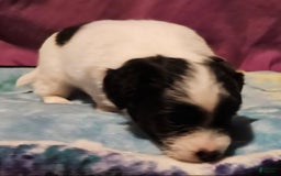 Chihuahua dogs for sale: Nix - Image 11
