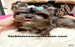 Yorkshire Terrier dogs for sale: Black Merle - Image 4