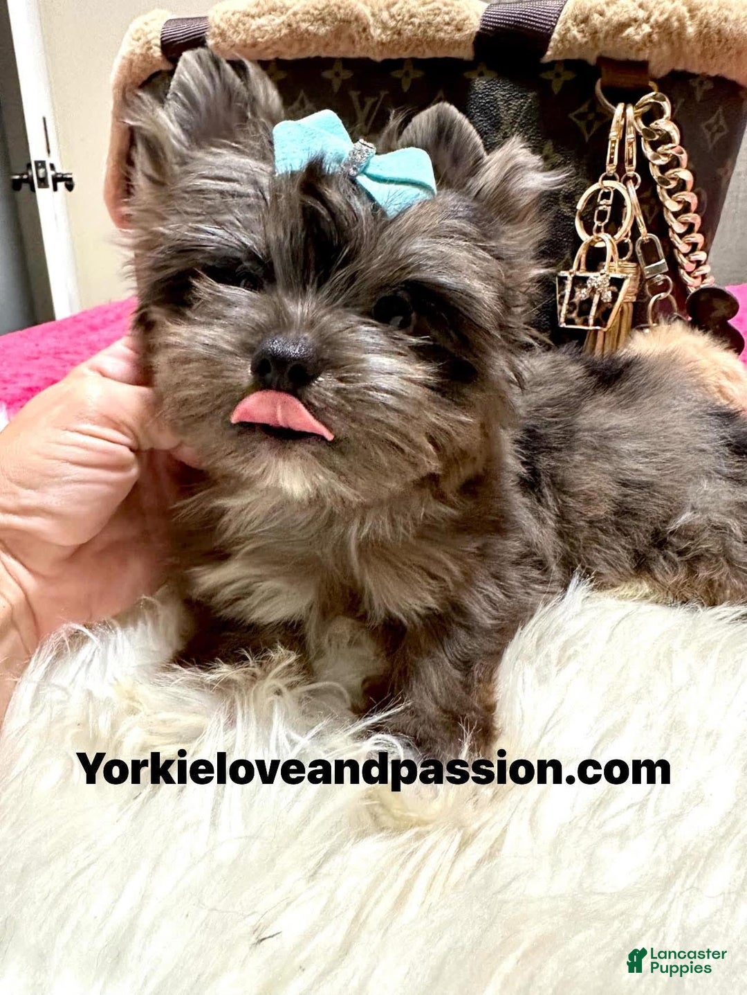 Yorkshire Terrier dogs for sale: Black Merle - Image 4