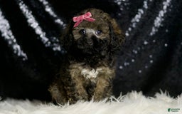 Miniature Poodle dogs for sale: Jamie - Image 5