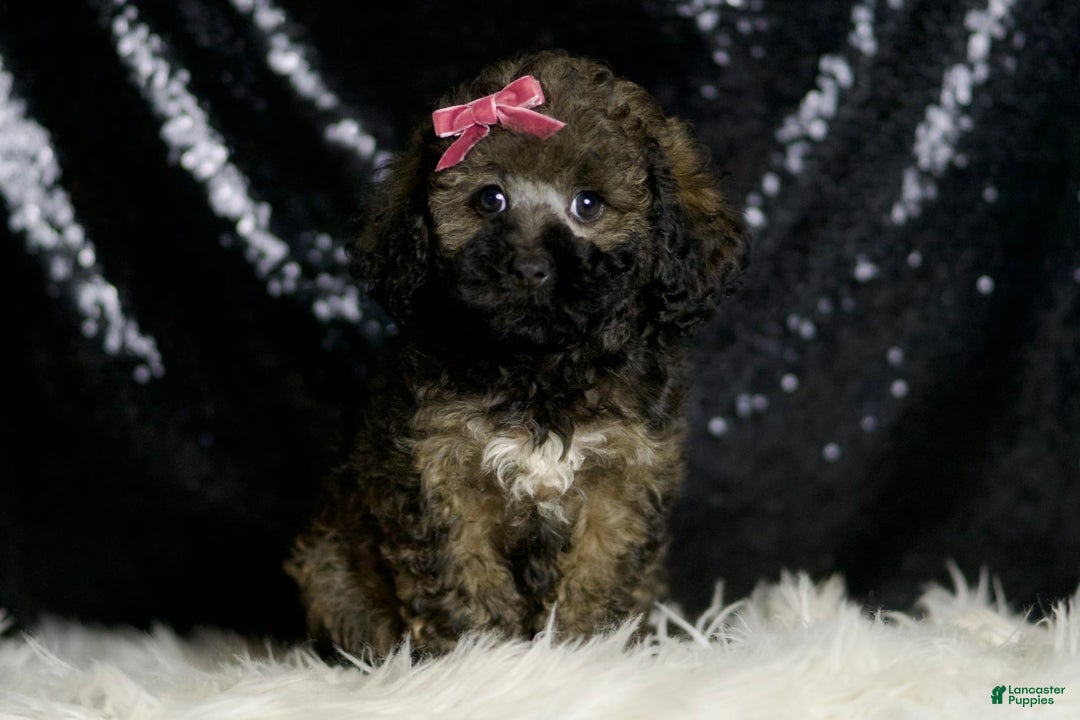 Miniature Poodle dogs for sale: Jamie - Image 5