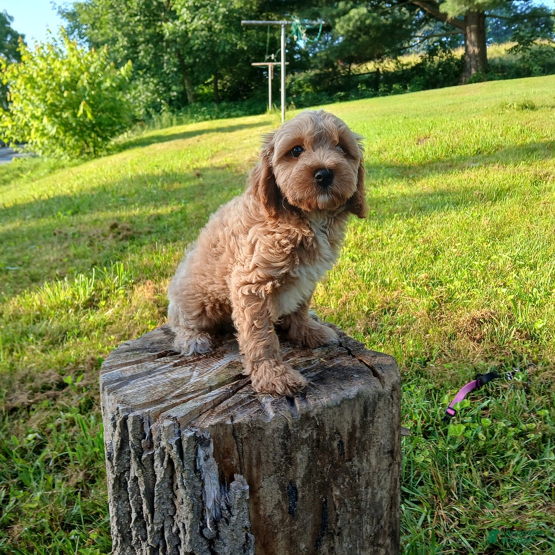 Cavapoo dogs for sale: Muffy - Image 3