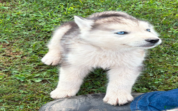 Siberian Husky dogs for sale: Toronto - Image 9