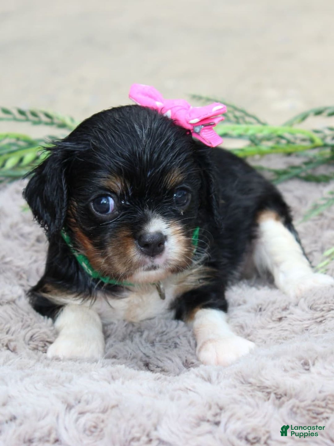 Cavalier King Charles Spaniel dogs for sale: Raven - Image 5