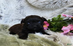Shihpoo dogs for sale: Buttons - Image 1