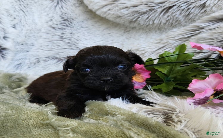 Shihpoo dogs for sale - Ad 4
