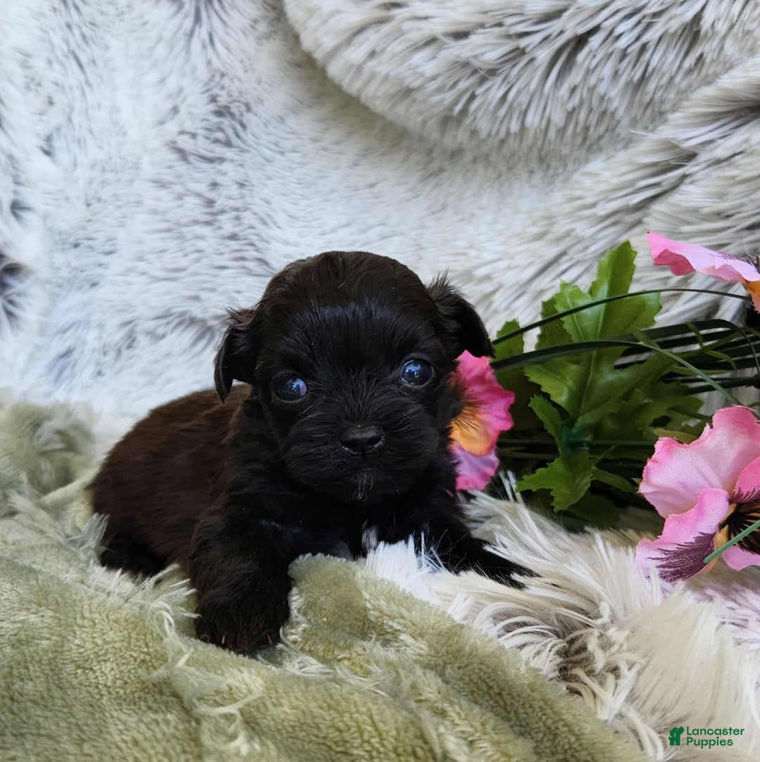 Shihpoo dogs for sale: Buttons - Image 1