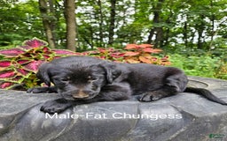 Labradoodle dogs for sale: Gracie - Image 9