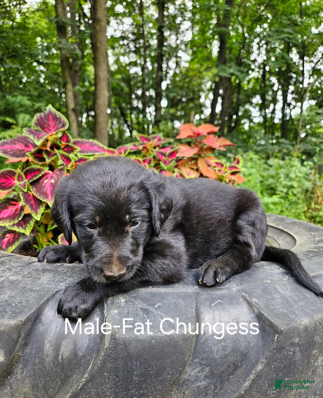 Labradoodle dogs for sale: Gracie - Image 9