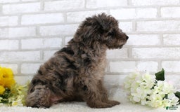 Mini Aussiedoodle dogs for sale: Robo - Image 4