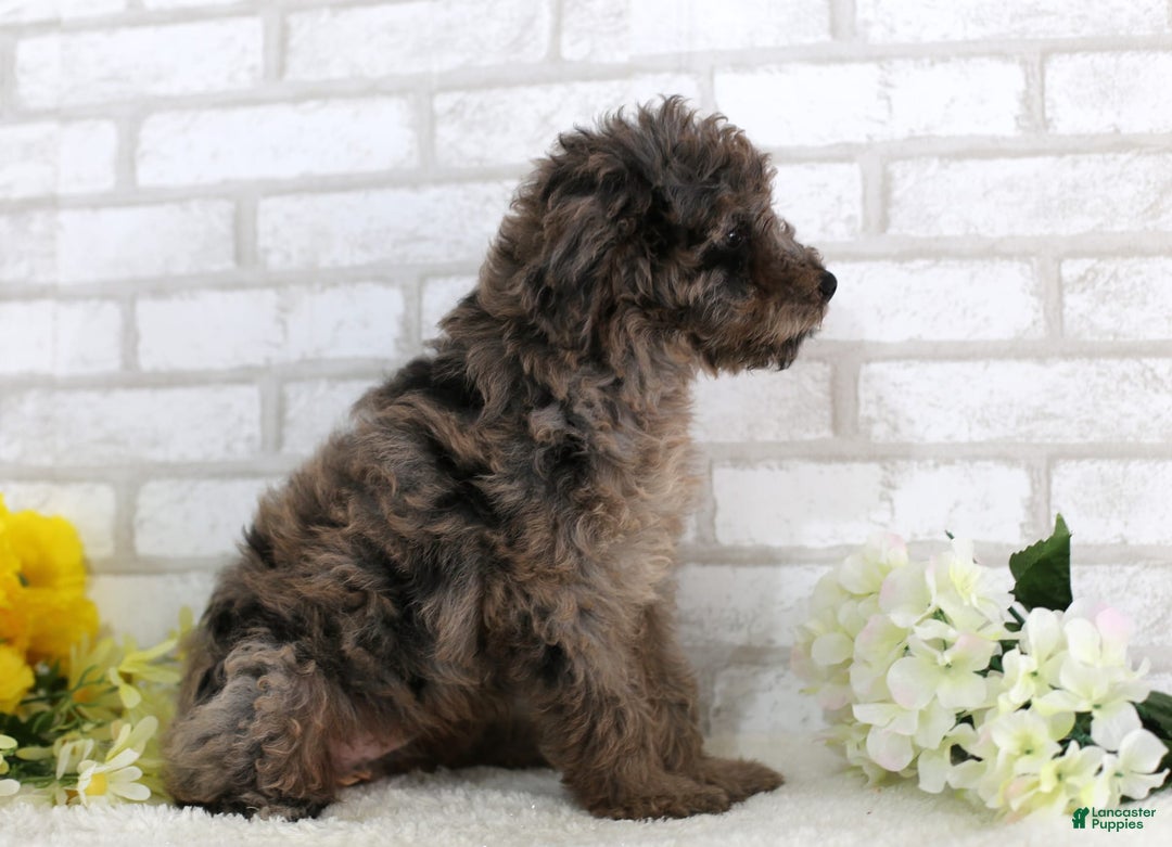 Mini Aussiedoodle dogs for sale: Robo - Image 4