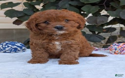 Cavapoo dogs for sale: Remi - Image 5