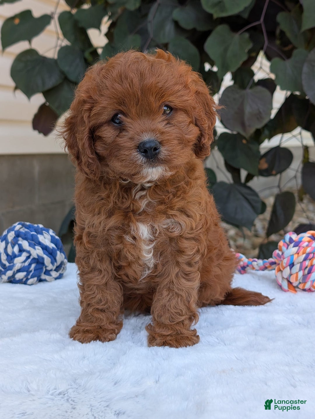 Cavapoo dogs for sale: Remi - Image 5