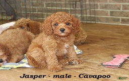 Cavapoo dogs for sale: Jasper - Image 1