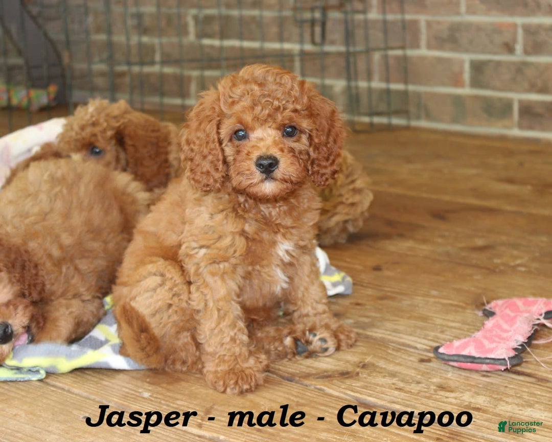 Cavapoo dogs for sale: Jasper - Image 1