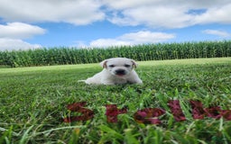 Labrador Retriever dogs for sale: Stella - Image 2