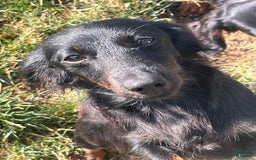 Miniature Dachshund dogs for sale: Nyx - Image 5