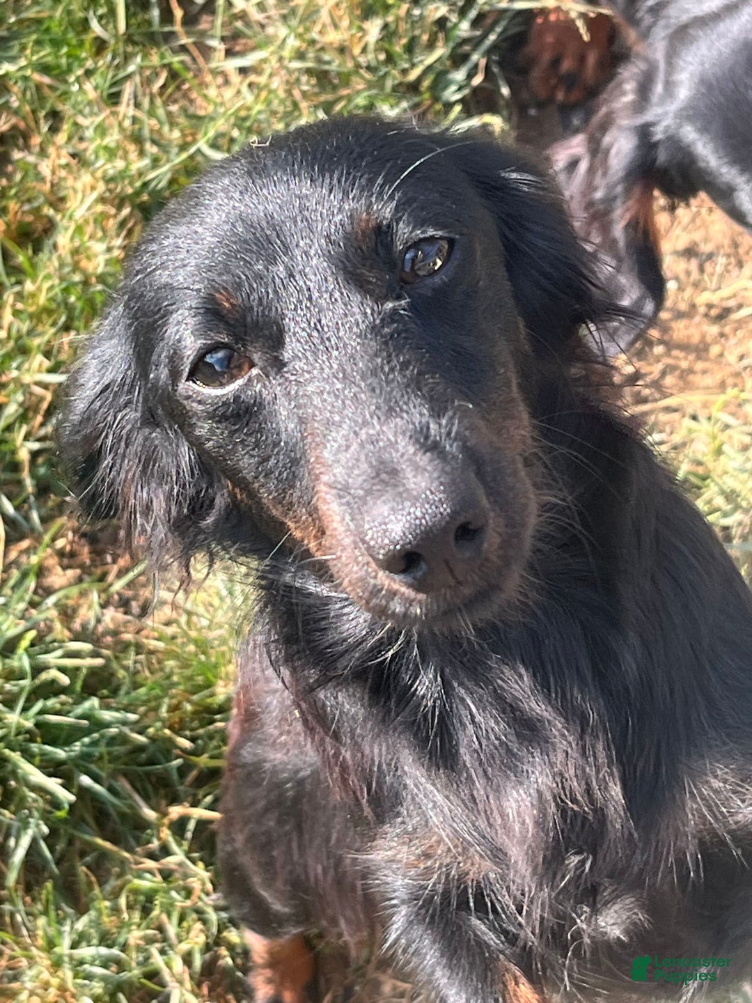 Miniature Dachshund dogs for sale: Nyx - Image 5
