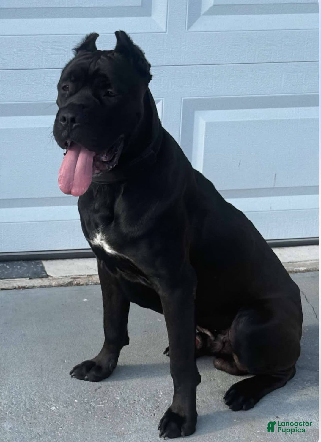 Cane Corso dogs for sale: Snoopy - Image 5