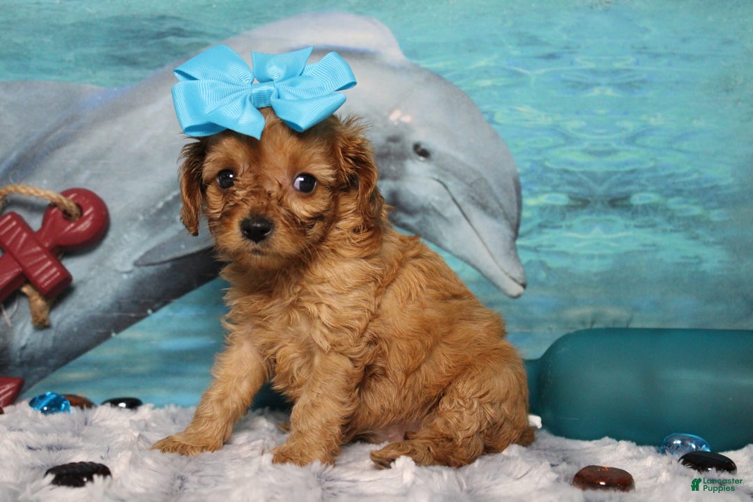 Cavapoo dogs for sale: Phoenix - Image 9