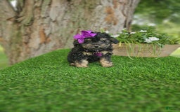 Toy Poodle dogs for sale: Sadie - Image 1