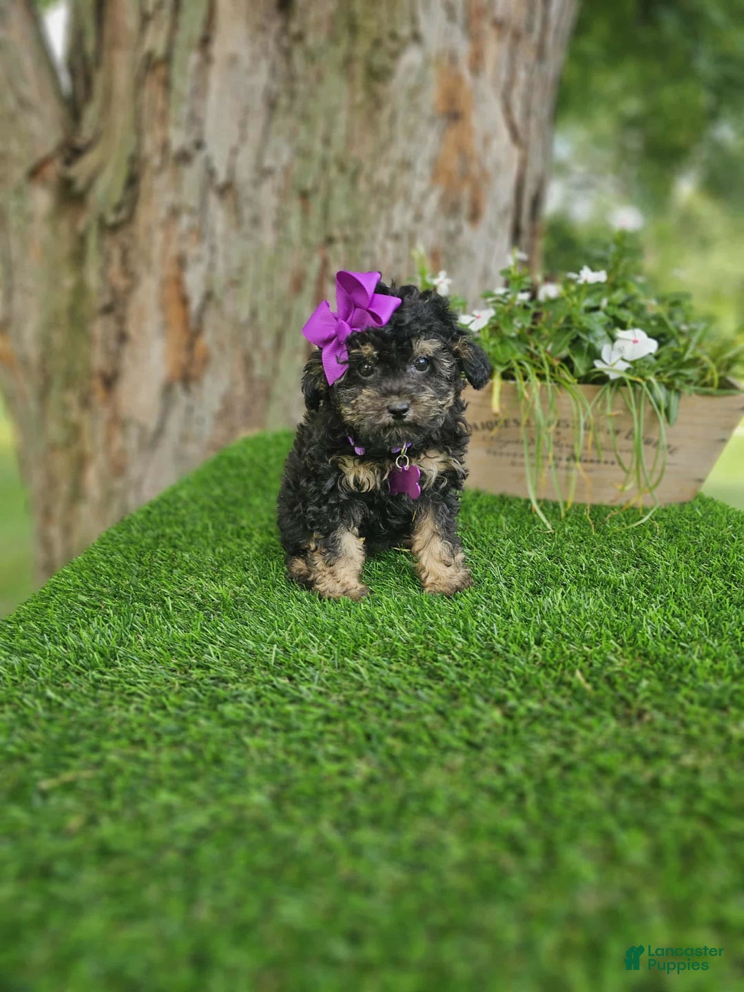 Toy Poodle dogs for sale: Sadie - Image 1