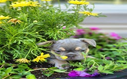 French Bulldog dogs for sale: Max - Image 4