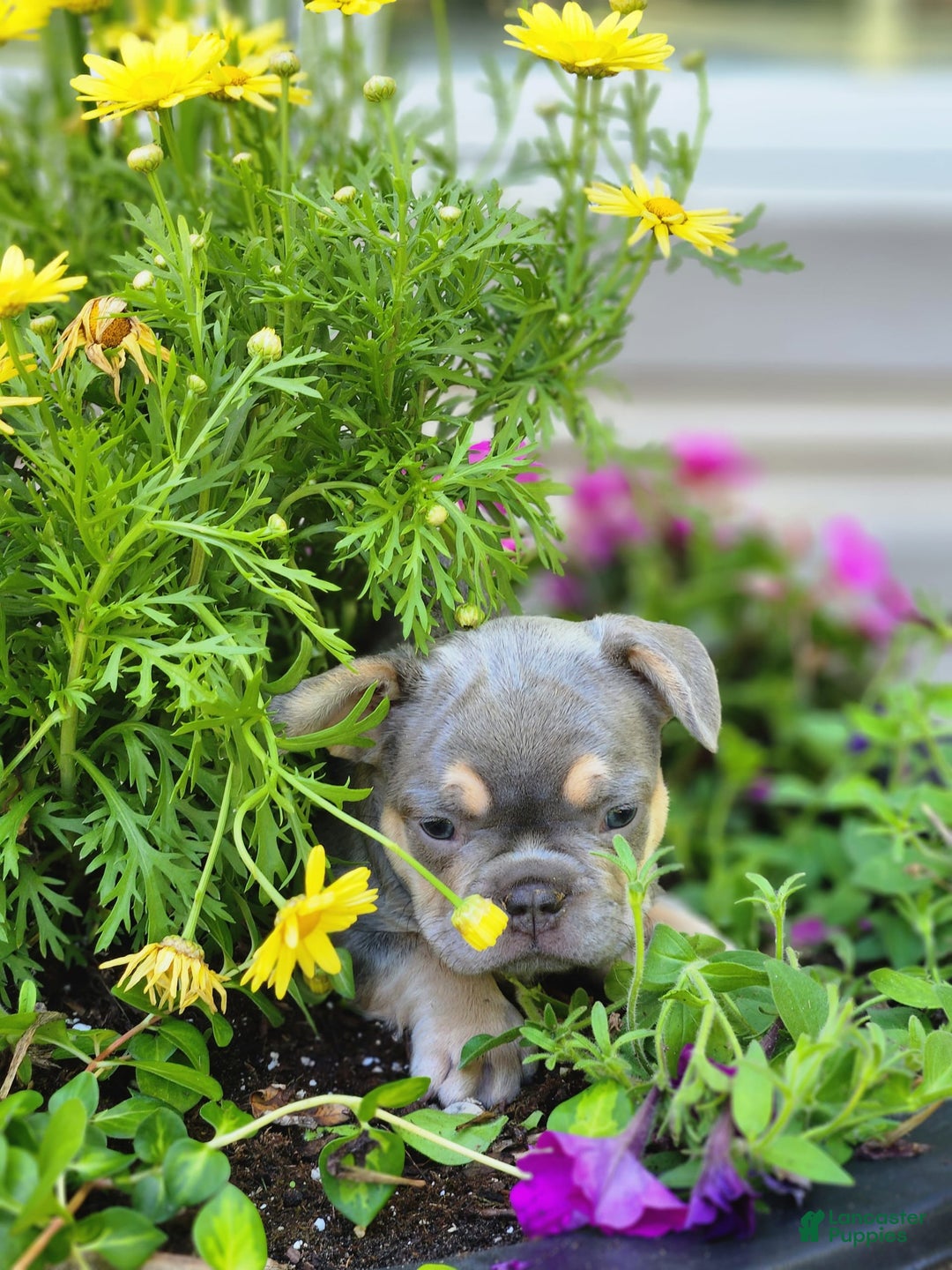 French Bulldog dogs for sale: Max - Image 4