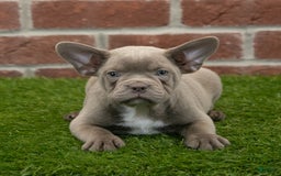 Frenchton dogs for sale: Rocket - Image 3