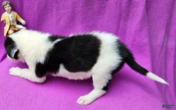 Border Collie dogs for sale: Fasti - Image 21