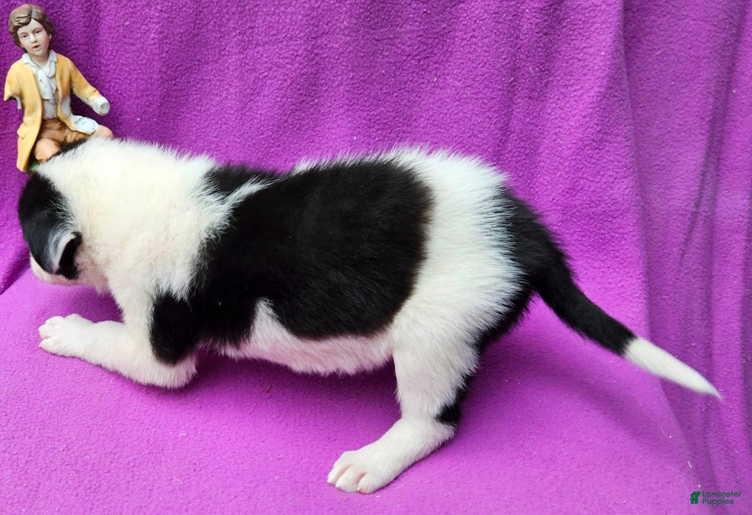 Border Collie dogs for sale: Fasti - Image 21