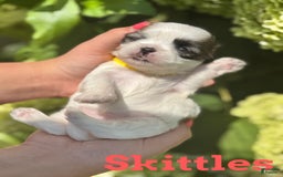 Teddy Bear dogs for sale: Skittles - Image 1