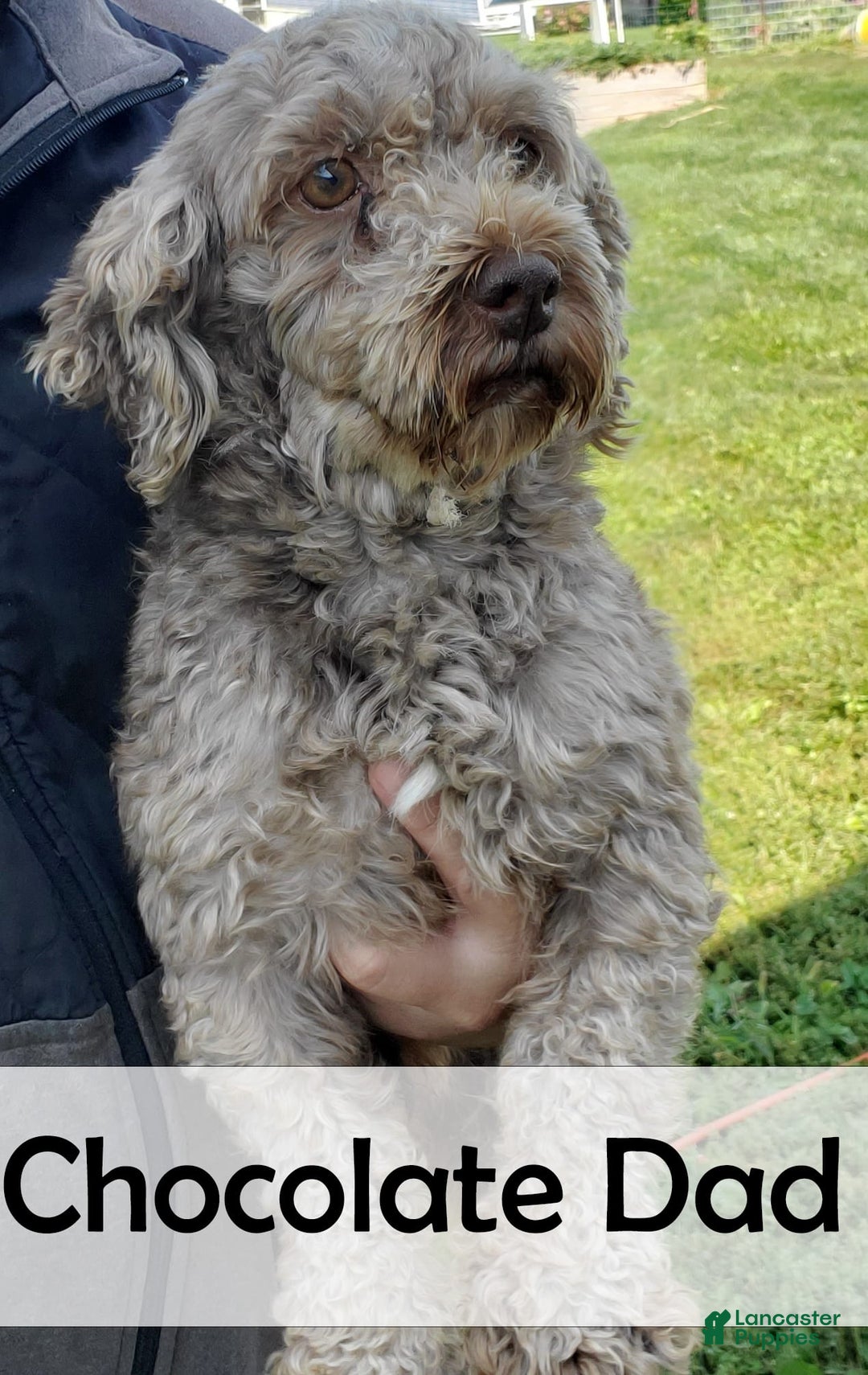 Havanese dogs for sale: Cheyenne - Image 8