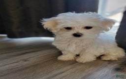 Maltese dogs for sale: Papaya - Image 10