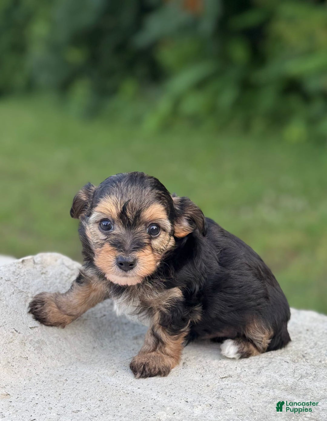 Yorkiepoo dogs for sale: Jasper - Image 1