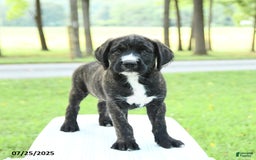 Cane Corso dogs for sale: Moose - Image 1