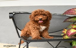 Mini Goldendoodle dogs for sale: Lacey - Image 6