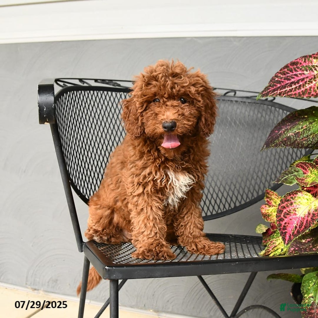 Mini Goldendoodle dogs for sale: Lacey - Image 6