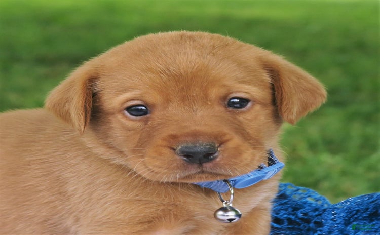 Labrador Retriever dogs for sale - Ad 1