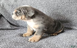English Bulldog dogs for sale: Kelly - Image 2